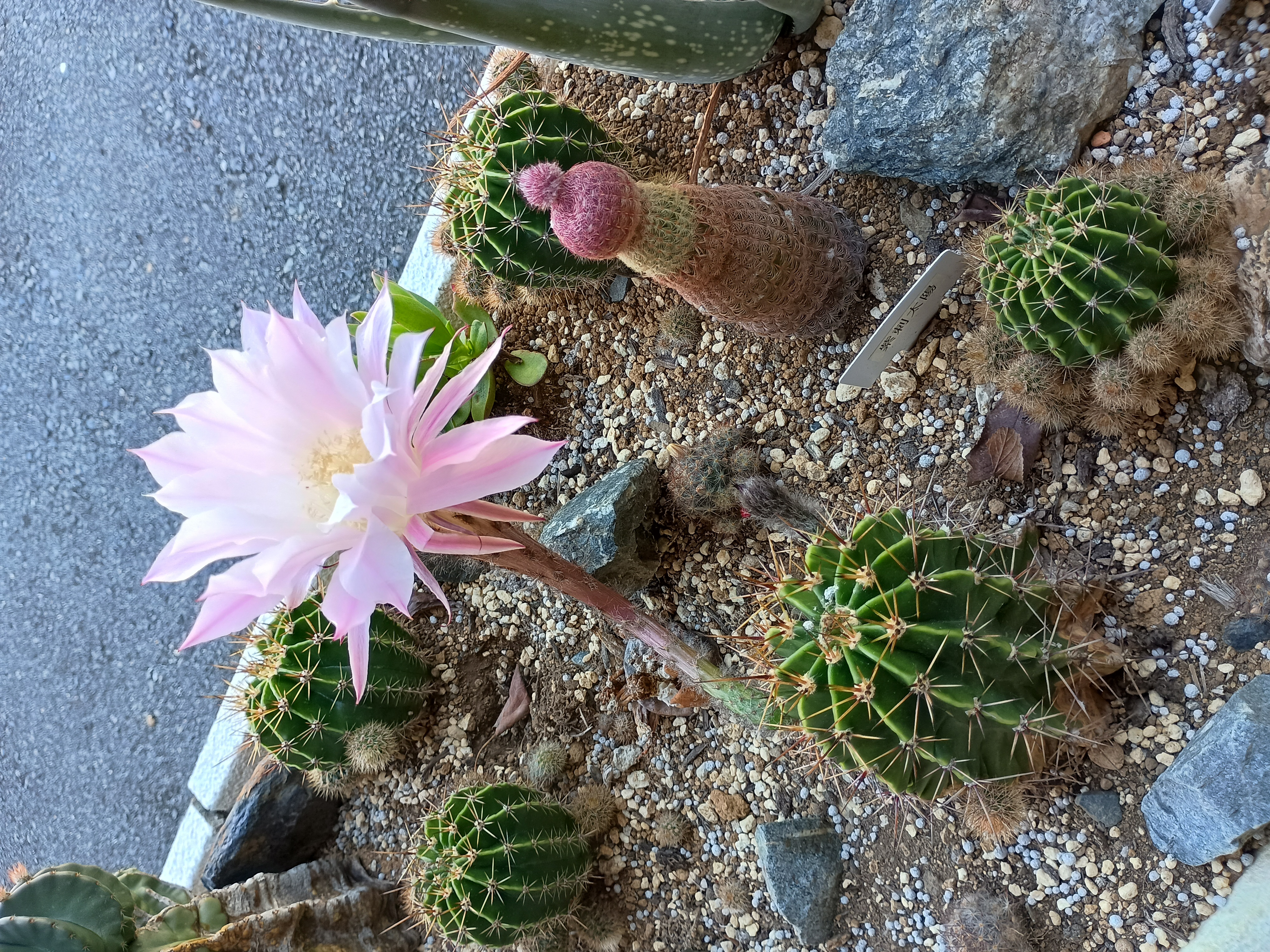 サボテンの花